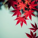 辰旭