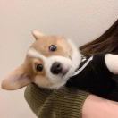 独角兽